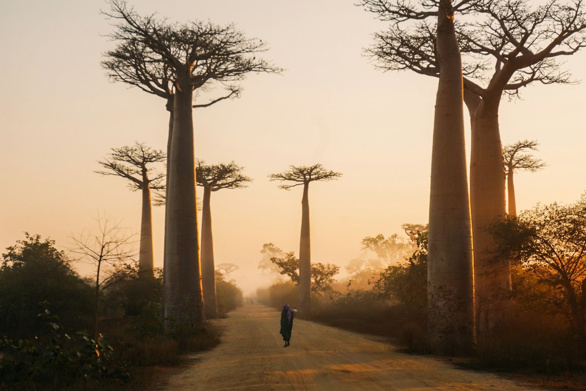 Path through baobab trees at golden hour